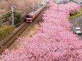 三浦海岸の河津桜と京急電車