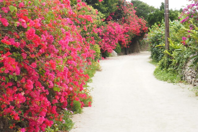 ブーゲンビリアの咲く道