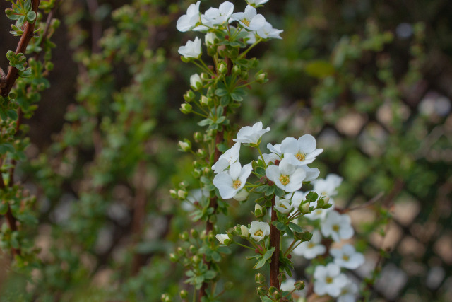 咲き始めたユキヤナギ