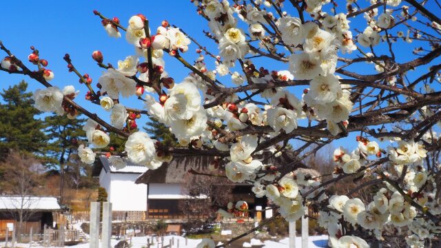 冬の昭和記念公園