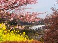 西平畑公園の河津桜と菜の花