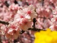 西平畑公園の河津桜