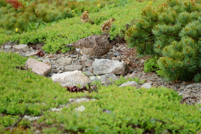 舟越ノ頭の親子2