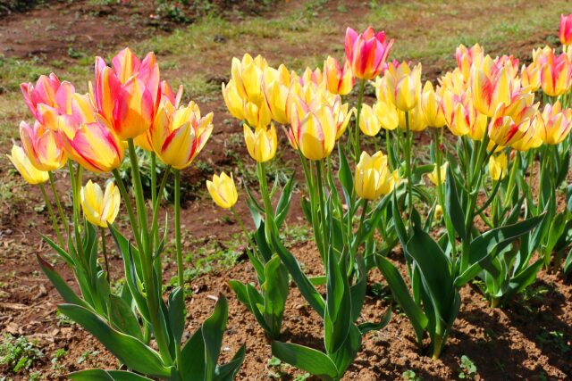 チューリップ