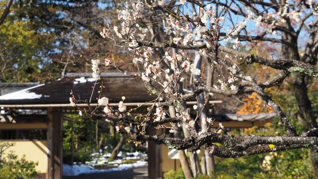 昭和記念公園の白梅