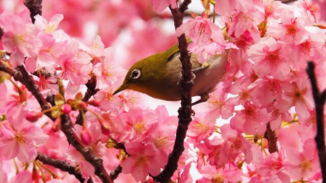 伊豆稲取の河津桜とメジロ