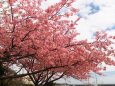 伊豆稲取の河津桜