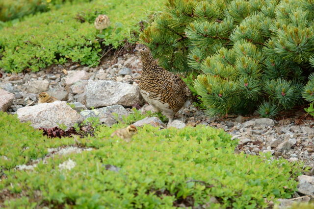 舟越ノ頭の親子3