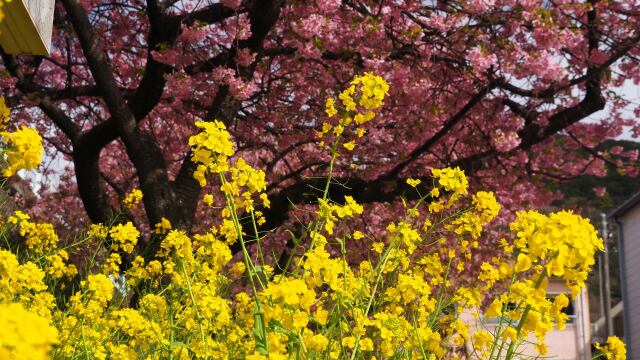 河津町の河津桜と菜の花