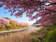 河津町の河津桜と菜の花