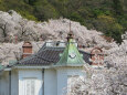 桜と洋館