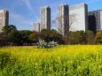 浜離宮恩賜庭園の菜の花とビル群