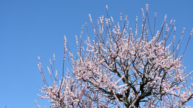 鈴鹿の森 青龍梅