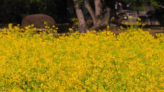 浜離宮恩賜庭園の菜の花