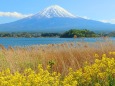 菜の花と富士山