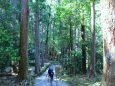 春の熊野古道