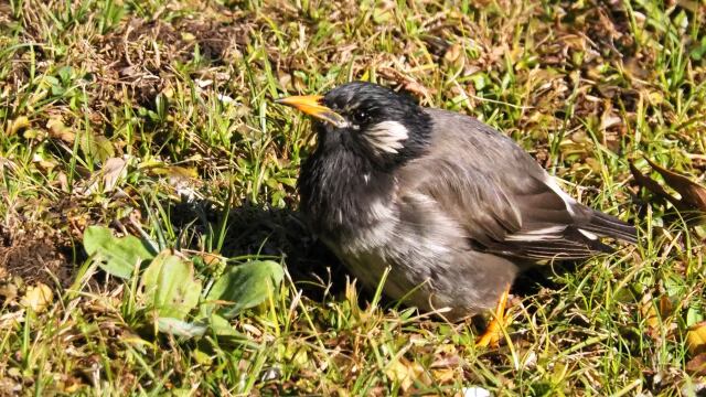 浜離宮恩賜庭園の椋鳥