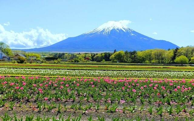 山中湖花の都公園