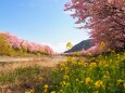 河津町の河津桜と菜の花