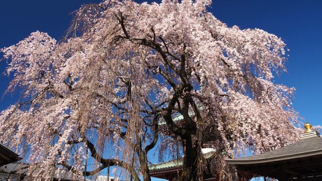 円乗院のしだれ桜