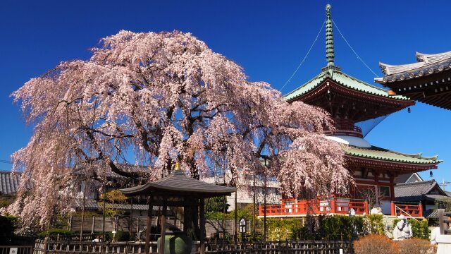 円乗院のしだれ桜