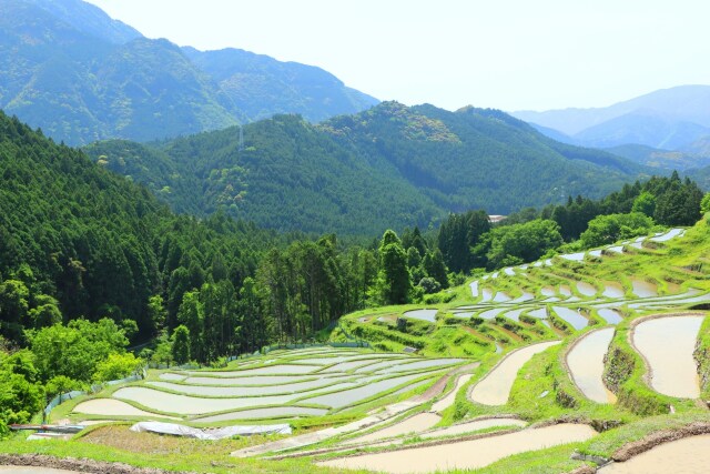 春の千枚田