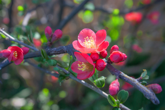 ボケの花