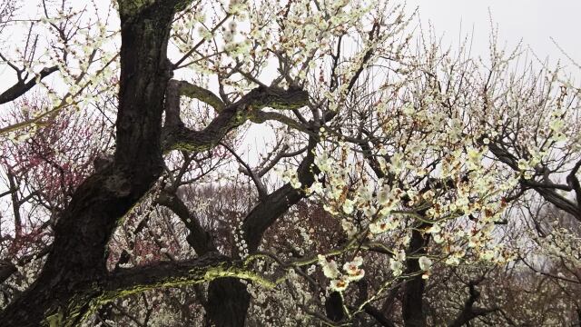 府中市郷土の森博物館の白梅