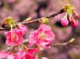 河津町の河津桜