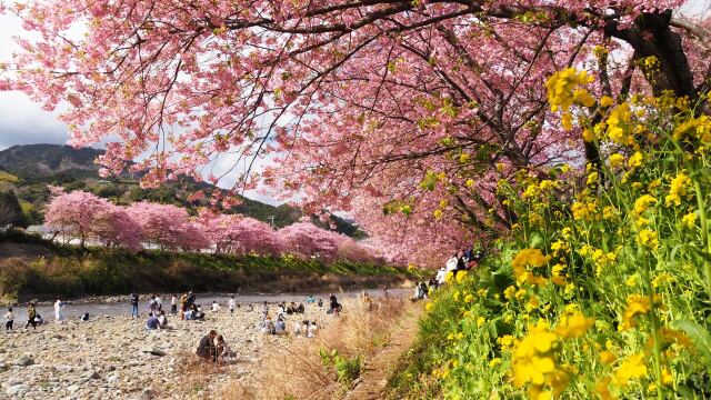 河津町の河津桜と菜の花