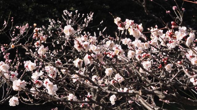 浜離宮恩賜庭園の白梅