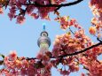 河津桜とスカイツリー