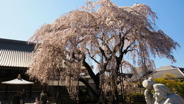 円乗院のしだれ桜