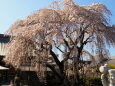 円乗院のしだれ桜