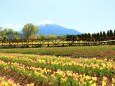 山中湖花の都公園