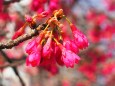 浜離宮恩賜庭園の寒緋桜