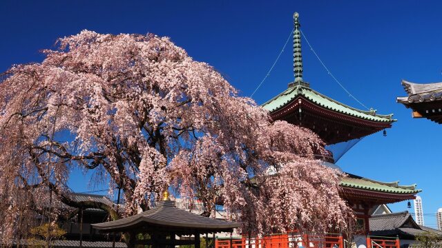 円乗院のしだれ桜