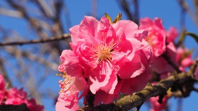 古河公方公園の花桃