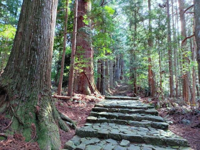 春の熊野古道