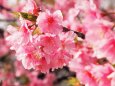 河津町の河津桜