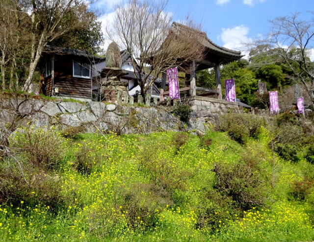 菜の花が咲いている山寺の鐘楼