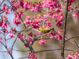 おかめ桜