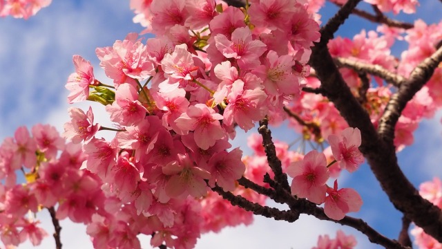 河津町の河津桜
