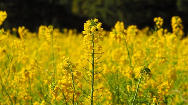 浜離宮恩賜庭園の菜の花
