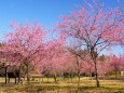 古河公方公園の花桃