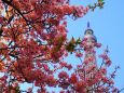 河津桜とスカイツリー