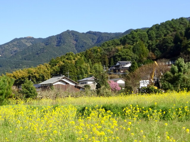 菜の花が咲いている山里