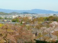 春の京都の町