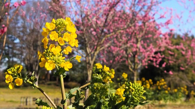 古河公方公園の花桃と菜の花