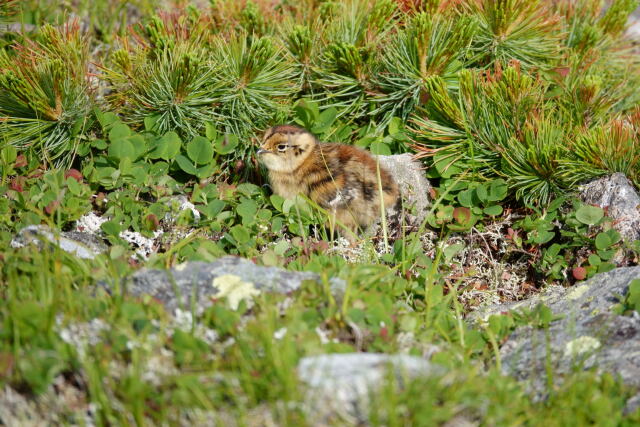 雷鳥坂のチビ雷鳥2